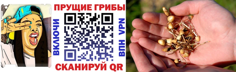 Галлюциногенные грибы GOLDEN TEACHER  мега ТОР  Рыбное 